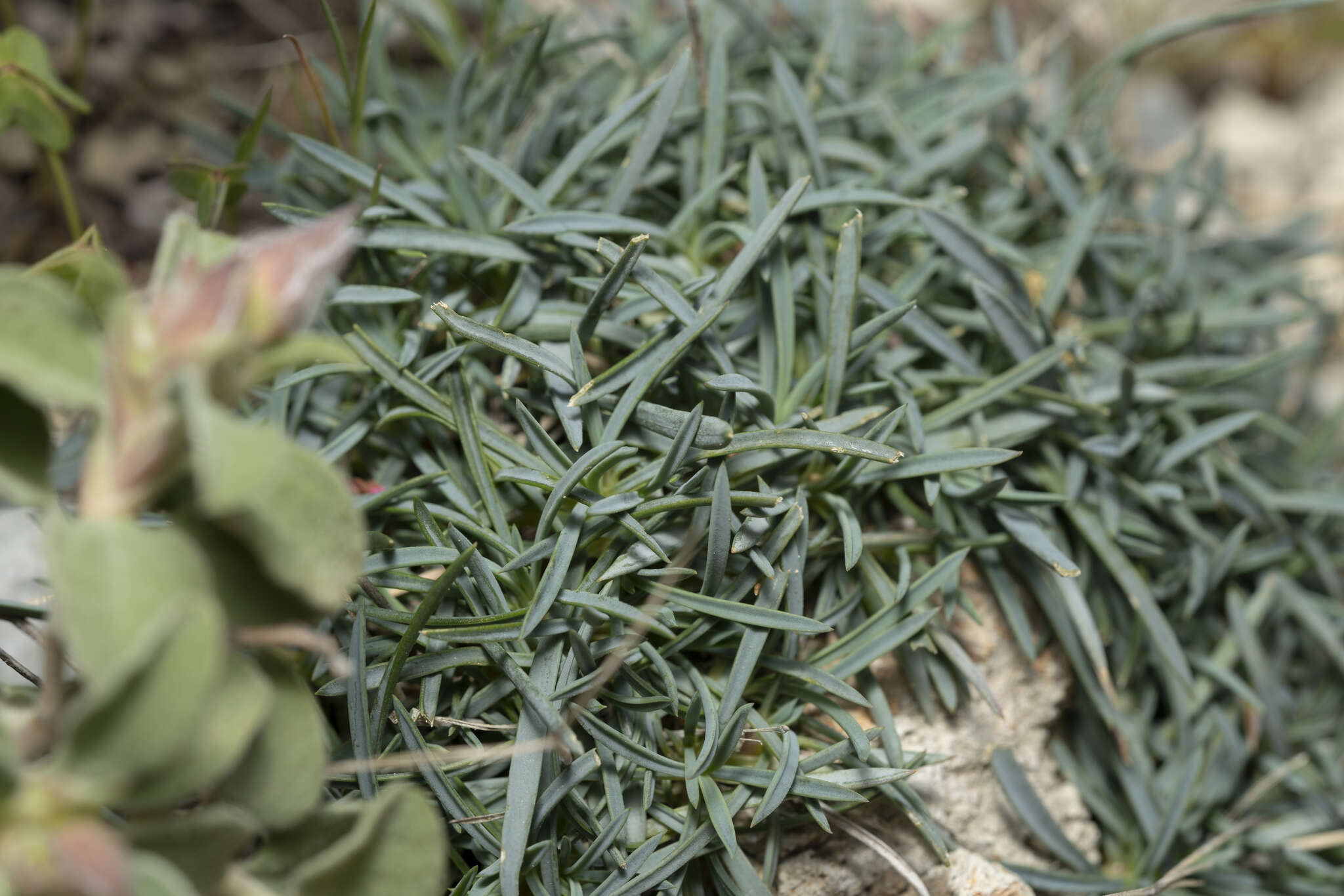 Image of Dianthus crinitus subsp. crinitus