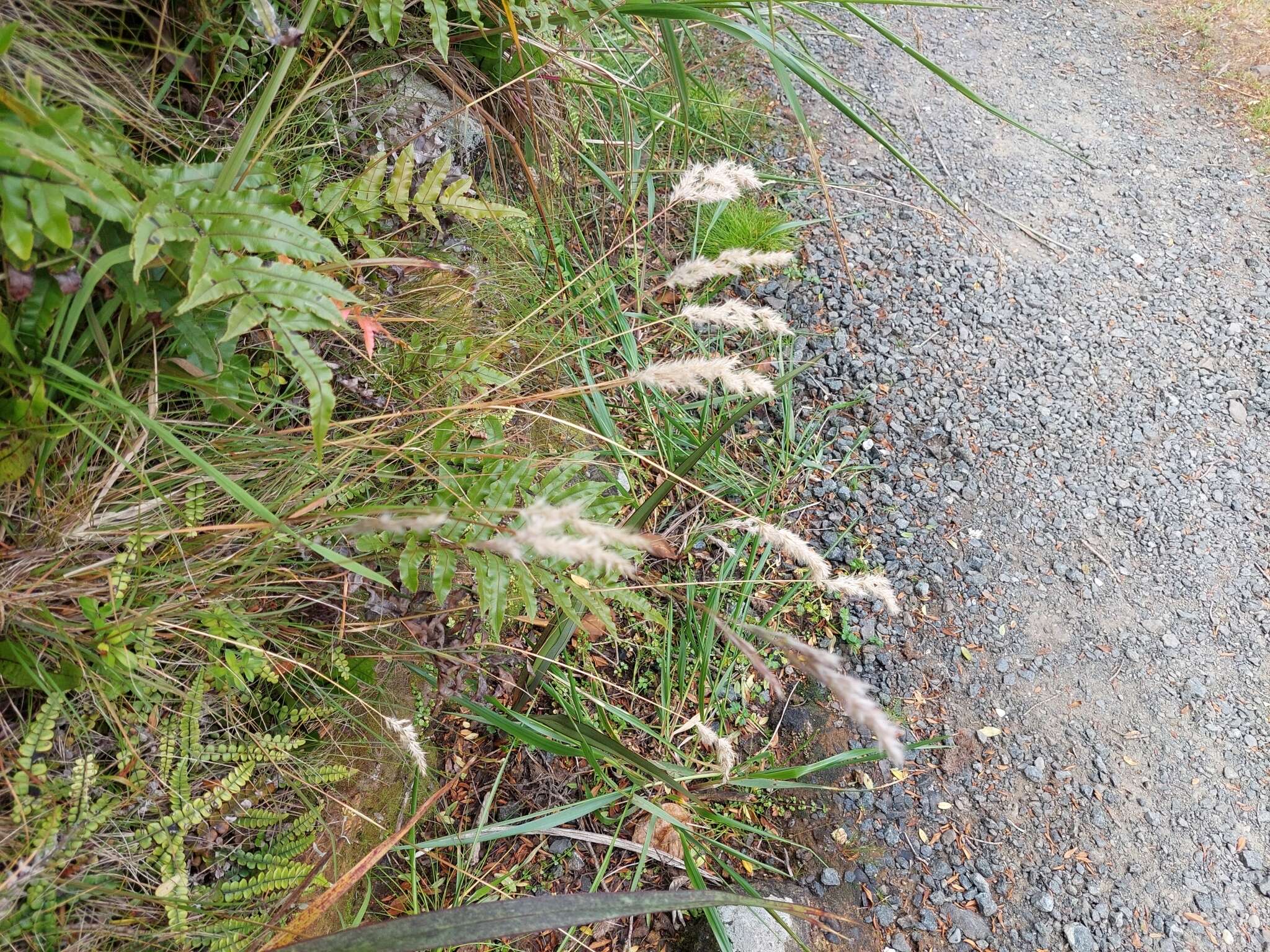 Plancia ëd Rytidosperma gracile (Hook. fil.) Connor & Edgar