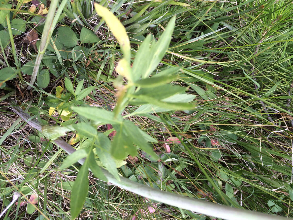 Image of Swamp Whiteheads