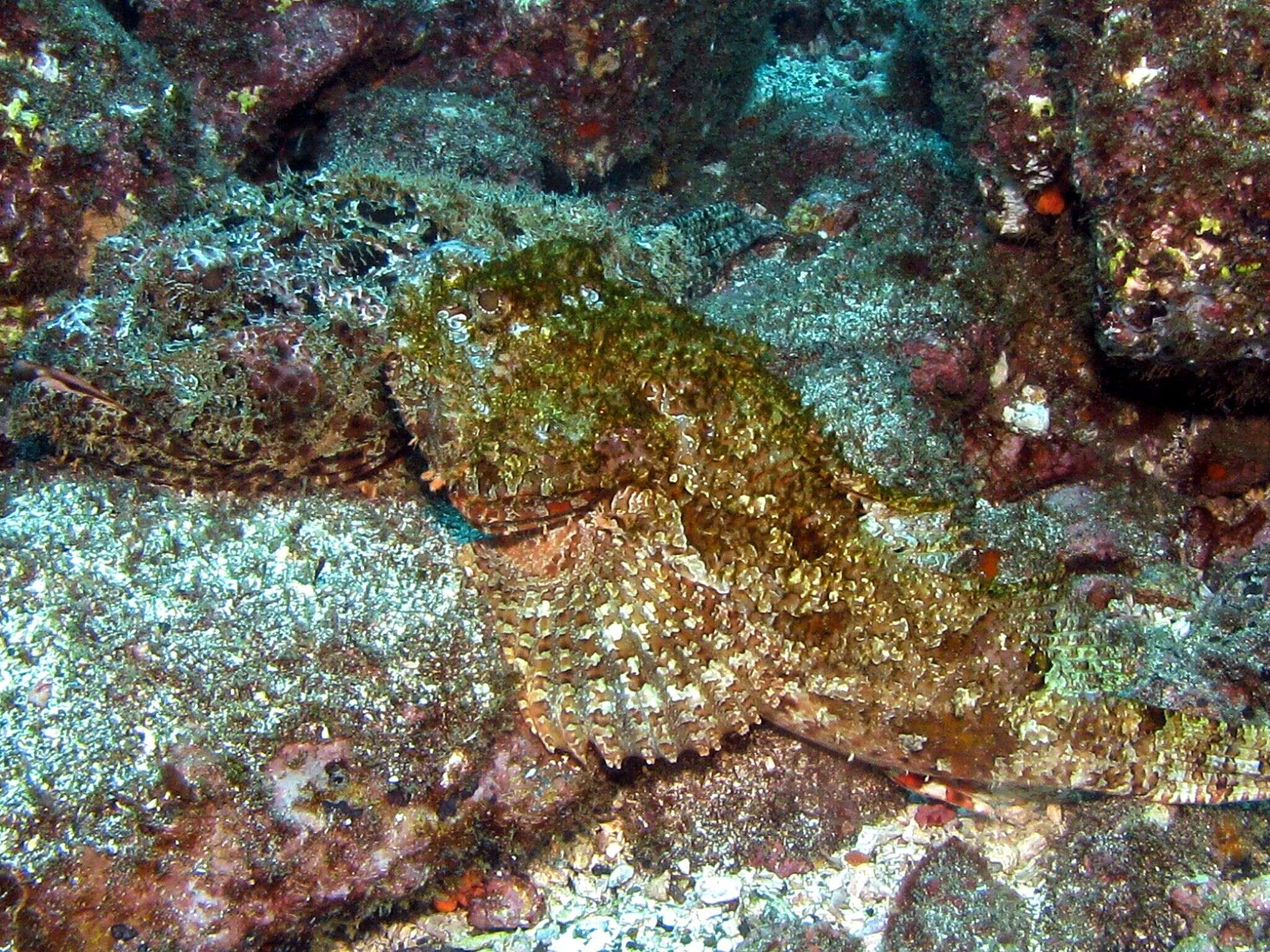 Image of Pacific Spotted Scorpionfish