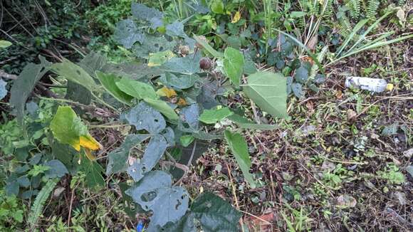 Image of Hibiscus makinoi Y. Jotani & H. Ohba