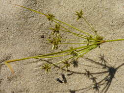 Image of Gray's Flat Sedge