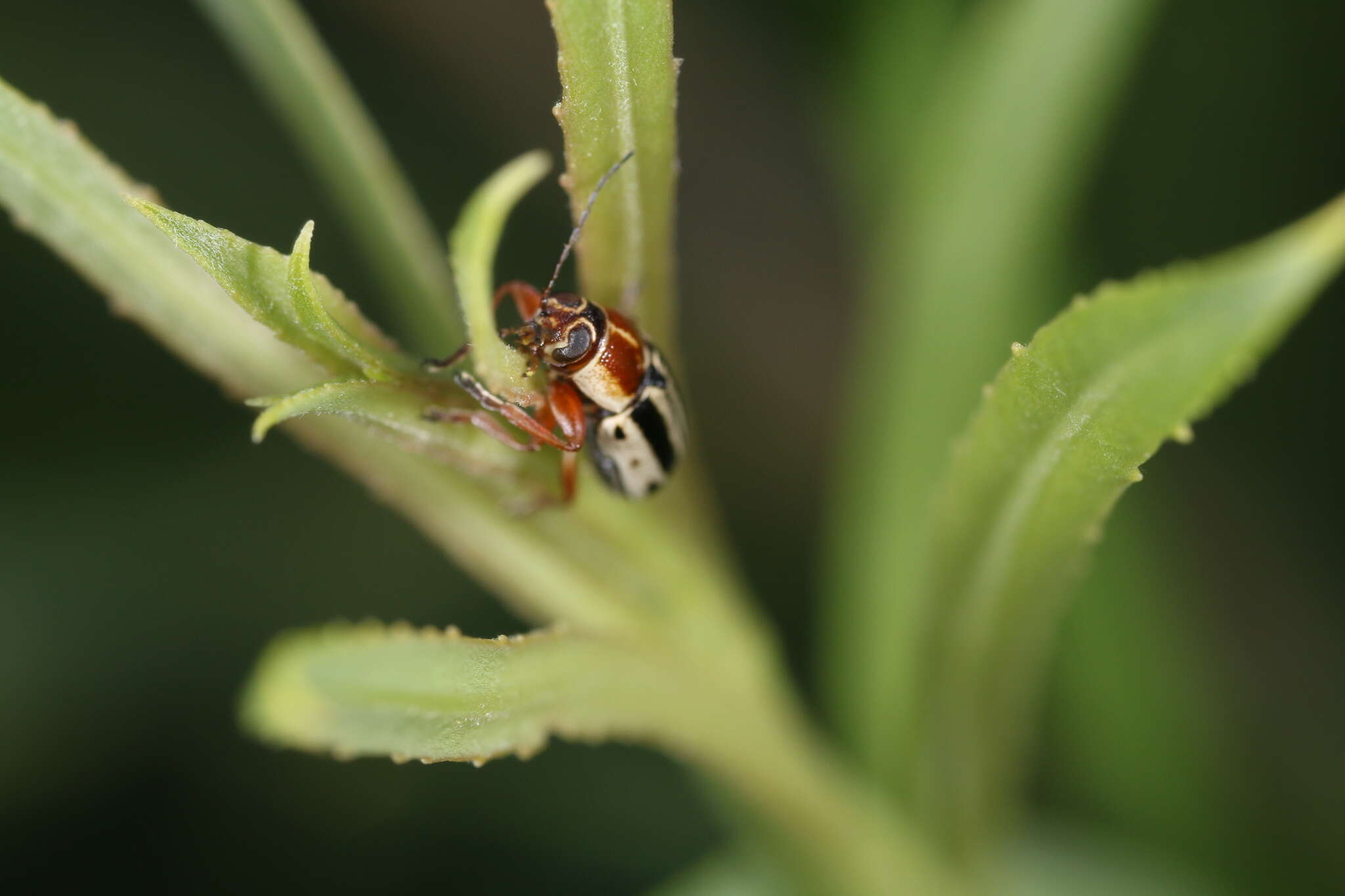 Image of Pachybrachis bivittatus (Say 1824)