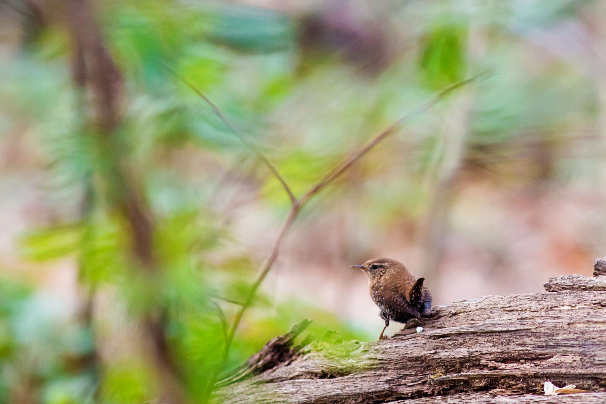 Image of Eastern Winter Wren