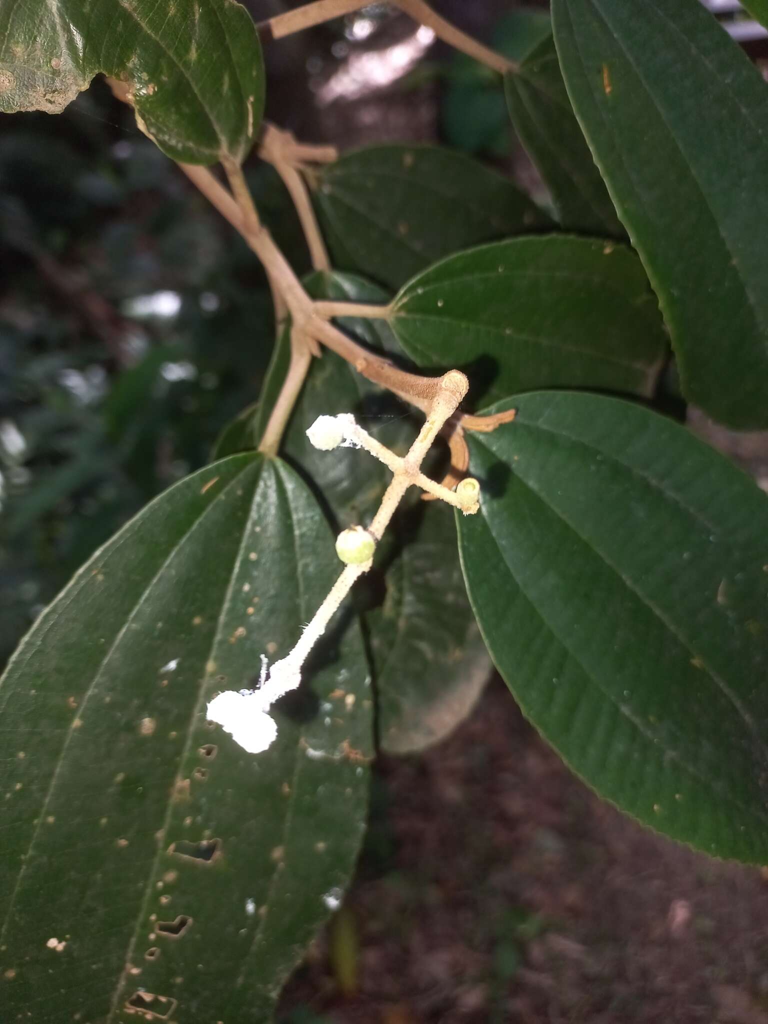 Image of Miconia cinerascens Miq.