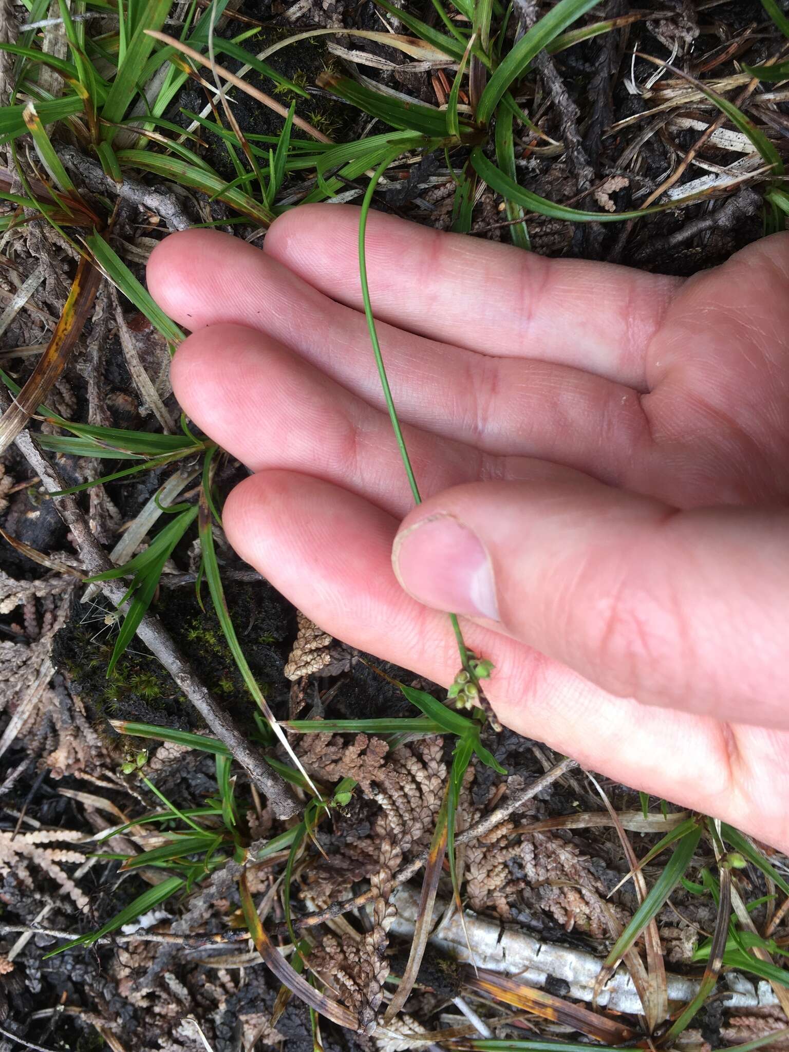 Image of low northern sedge