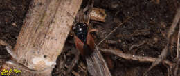 Image of <i>Geocoris pallidipennis</i>