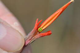 Image of longleaf Indian paintbrush