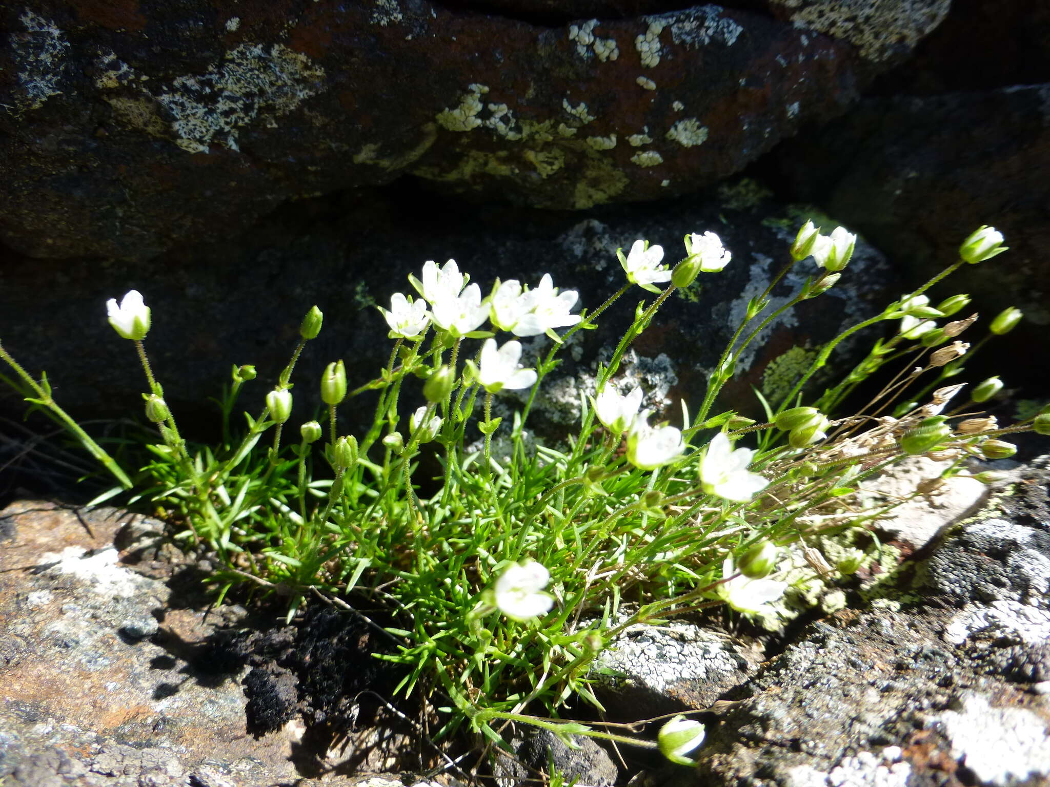 Imagem de Sabulina uralensis (Clerc) Dillenb. & Kadereit