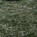 Image of Bellis longifolia Boiss. & Heldr.