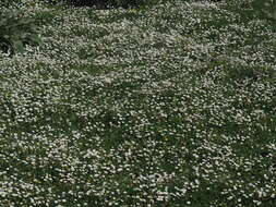 Image of Bellis longifolia Boiss. & Heldr.