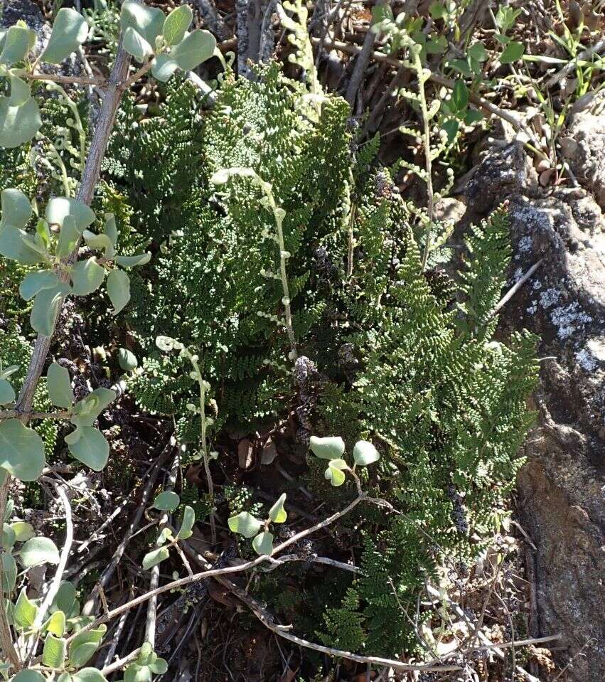 Image of Cleveland's lipfern