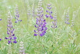 Imagem de Lupinus arbustus Lindl.