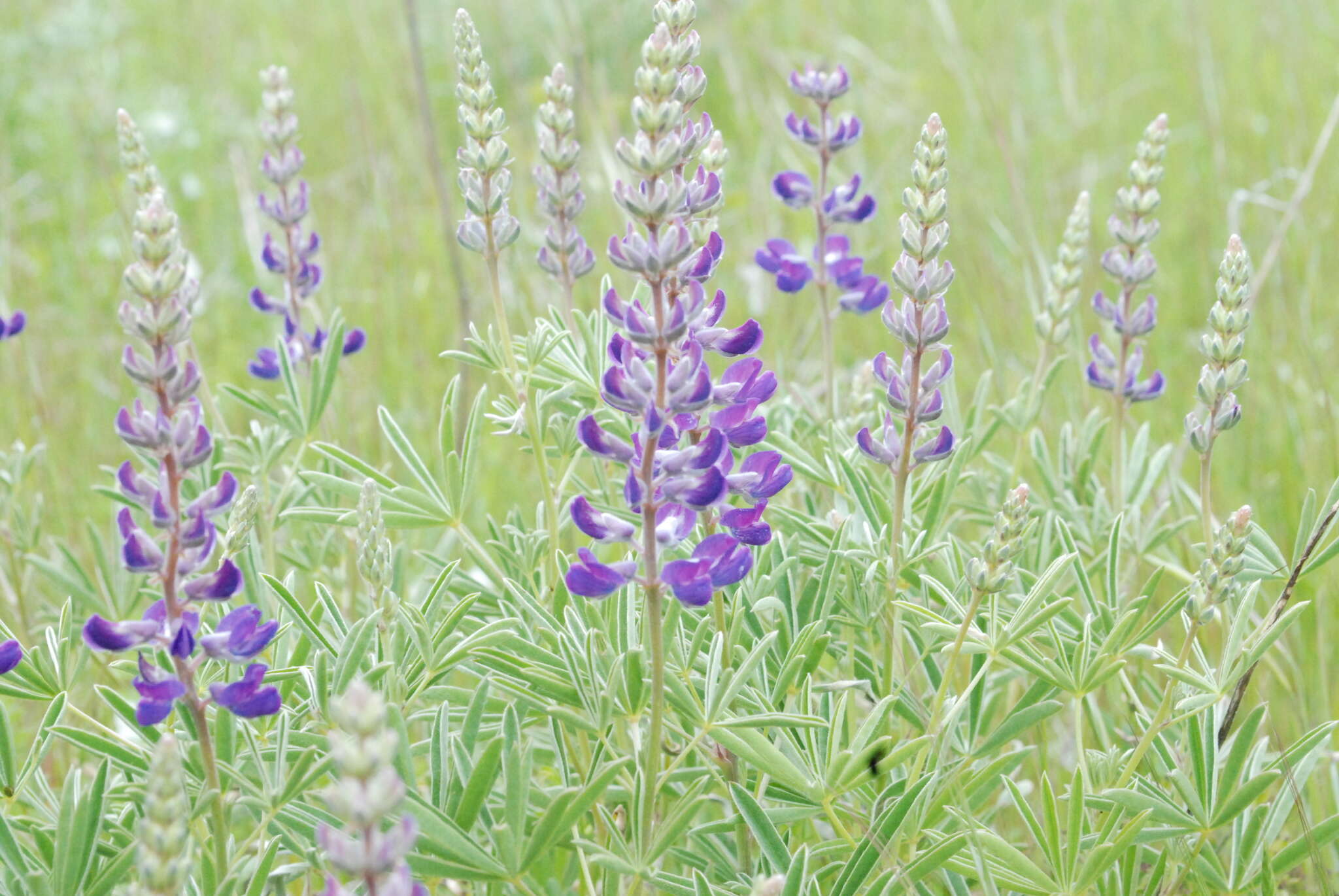 Imagem de Lupinus arbustus Lindl.