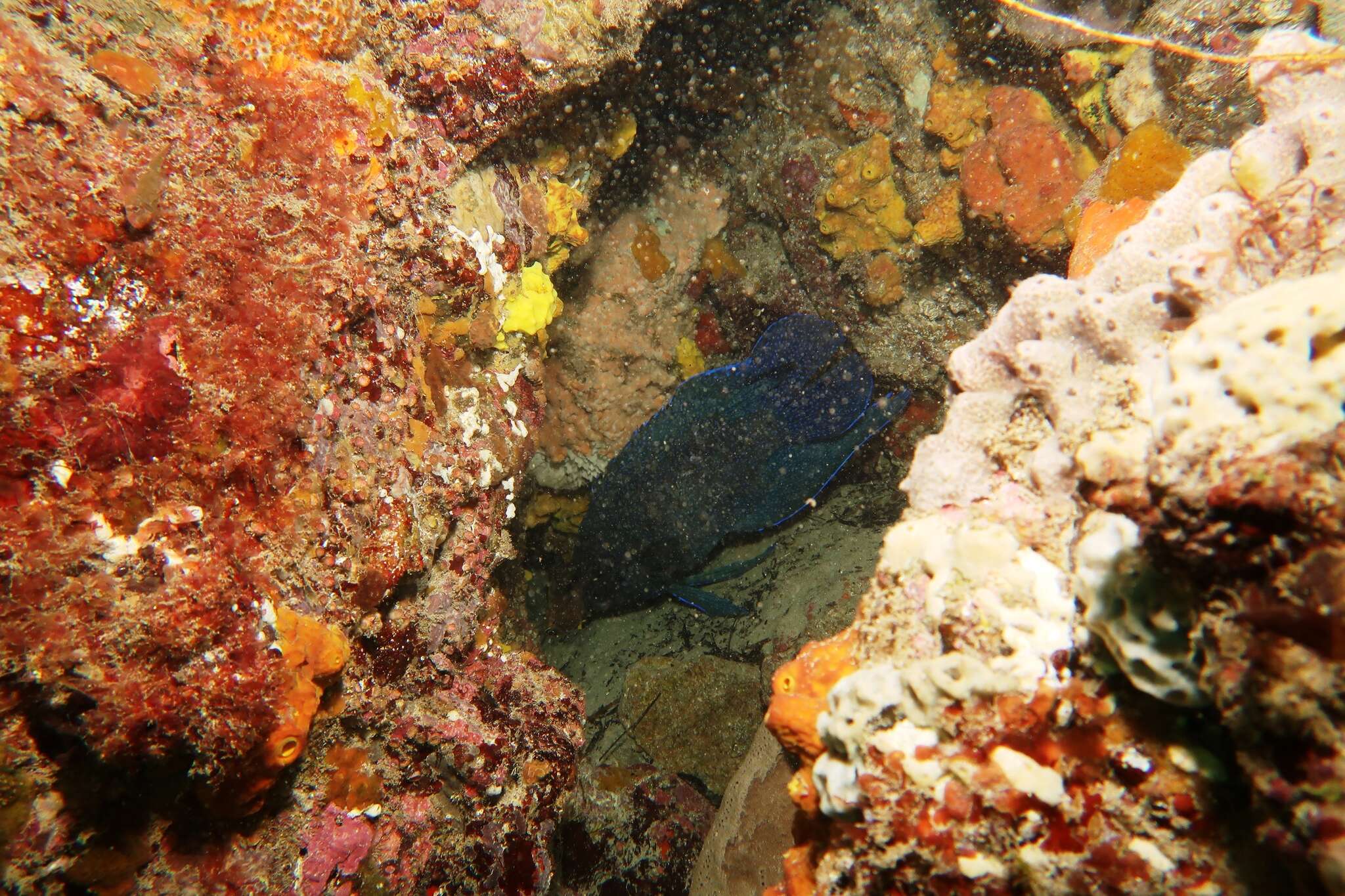 Paraplesiops meleagris (Peters 1869) resmi