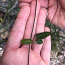 Image of Leichhardtia coronata (Benth.) P. I. Forst.