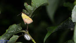 Image of Monema flavescens Walker 1855