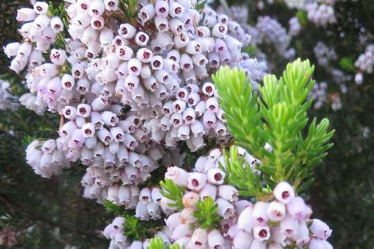 Image de Erica caterviflora Salisb.