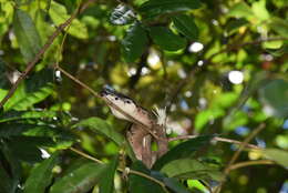 Слика од Acrantophis madagascariensis (Duméril & Bibron 1844)