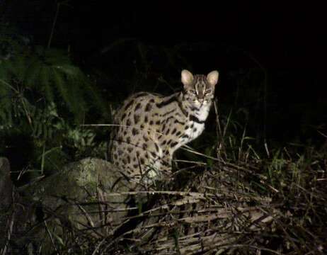 Image of Asian spotted cats