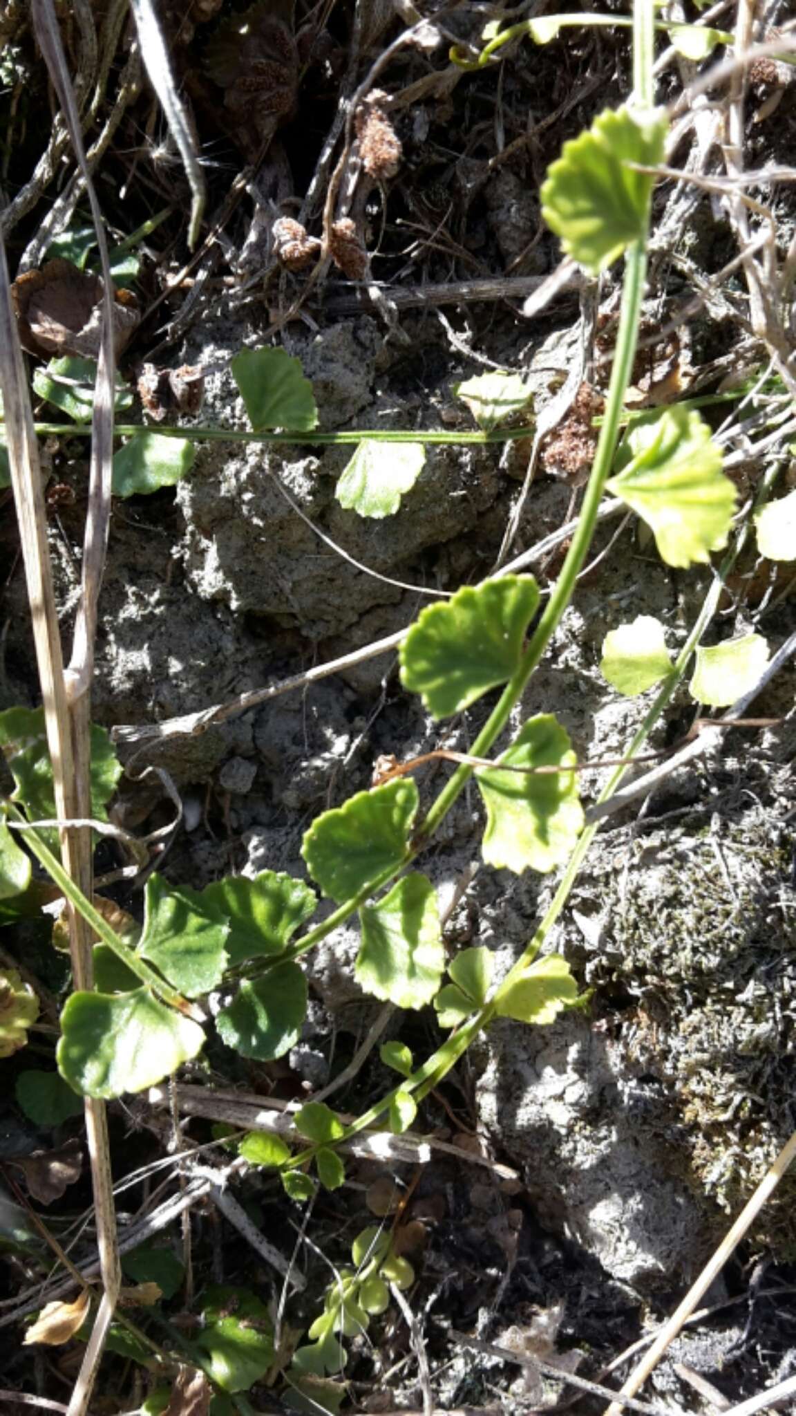 Image of Asplenium flabellifolium Cav.