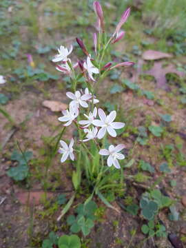 Image of Hesperantha falcata (L. fil.) Ker Gawl.