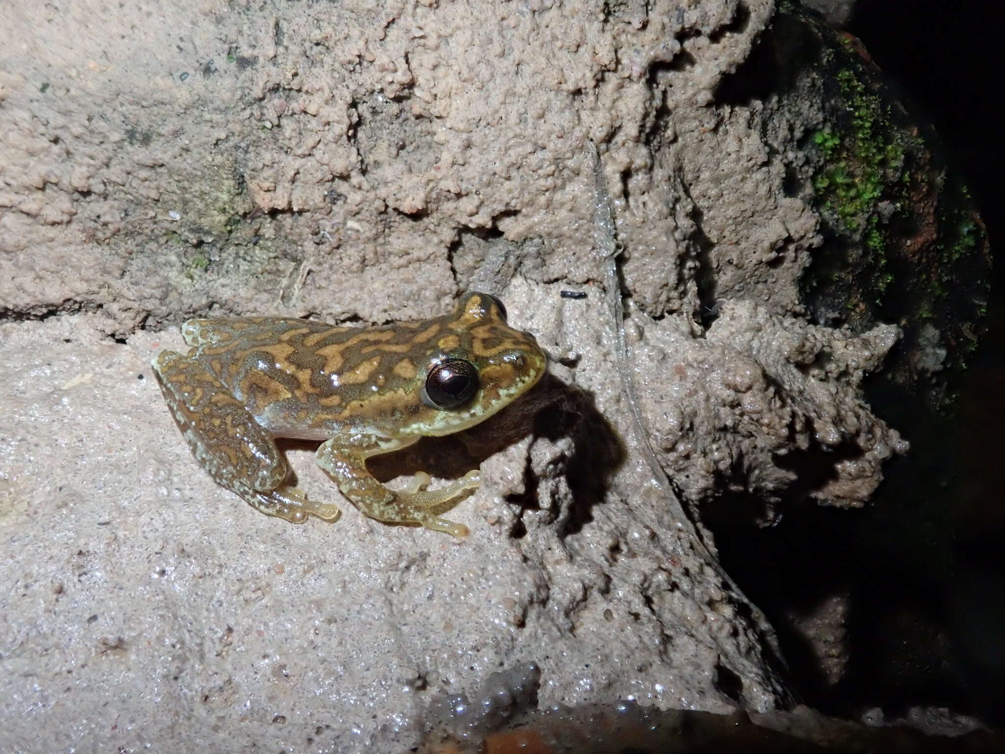 Image of Angolan Reed Frog