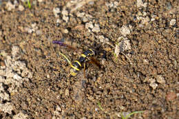 Image of Sphiximorpha durani