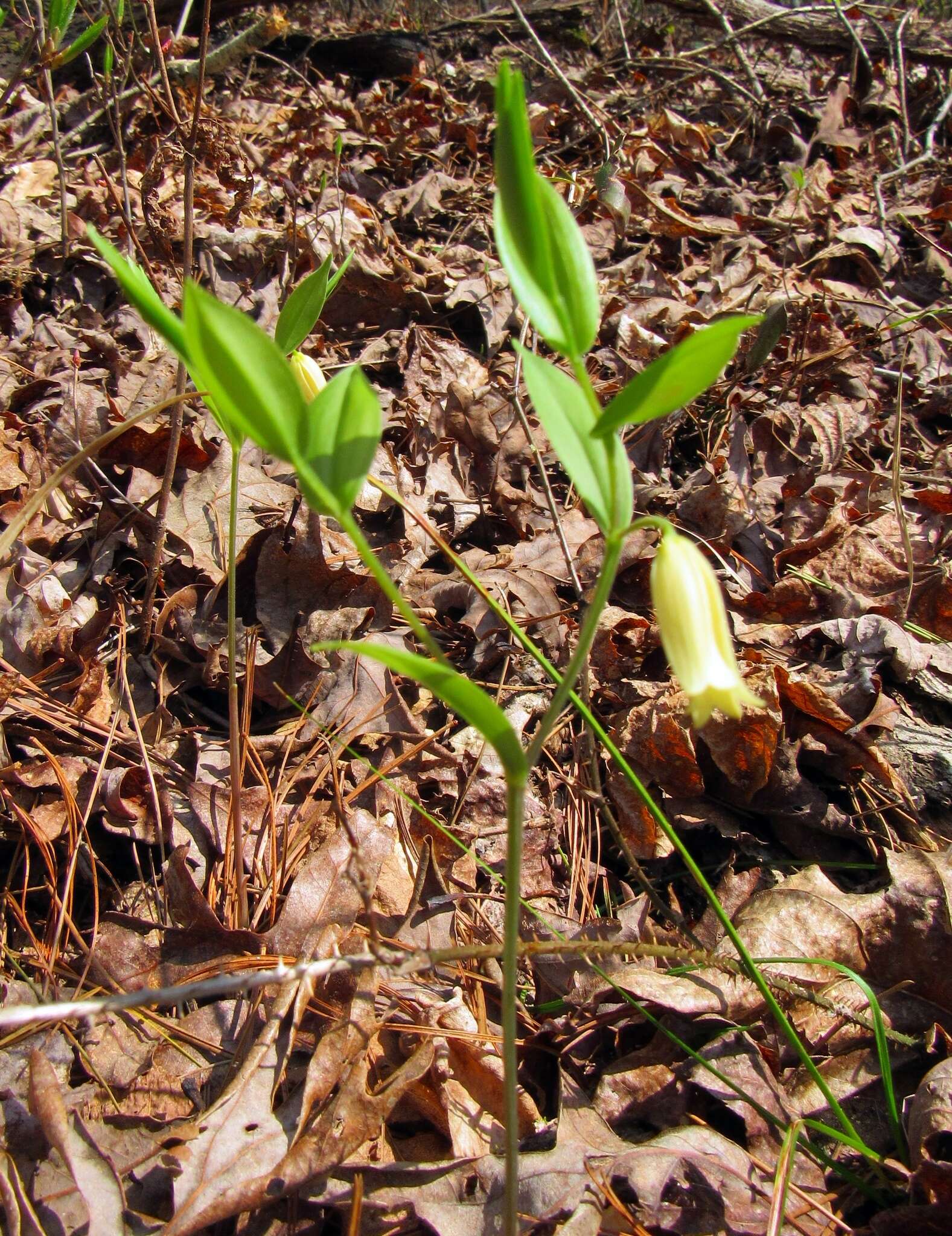 Image of mountain bellwort