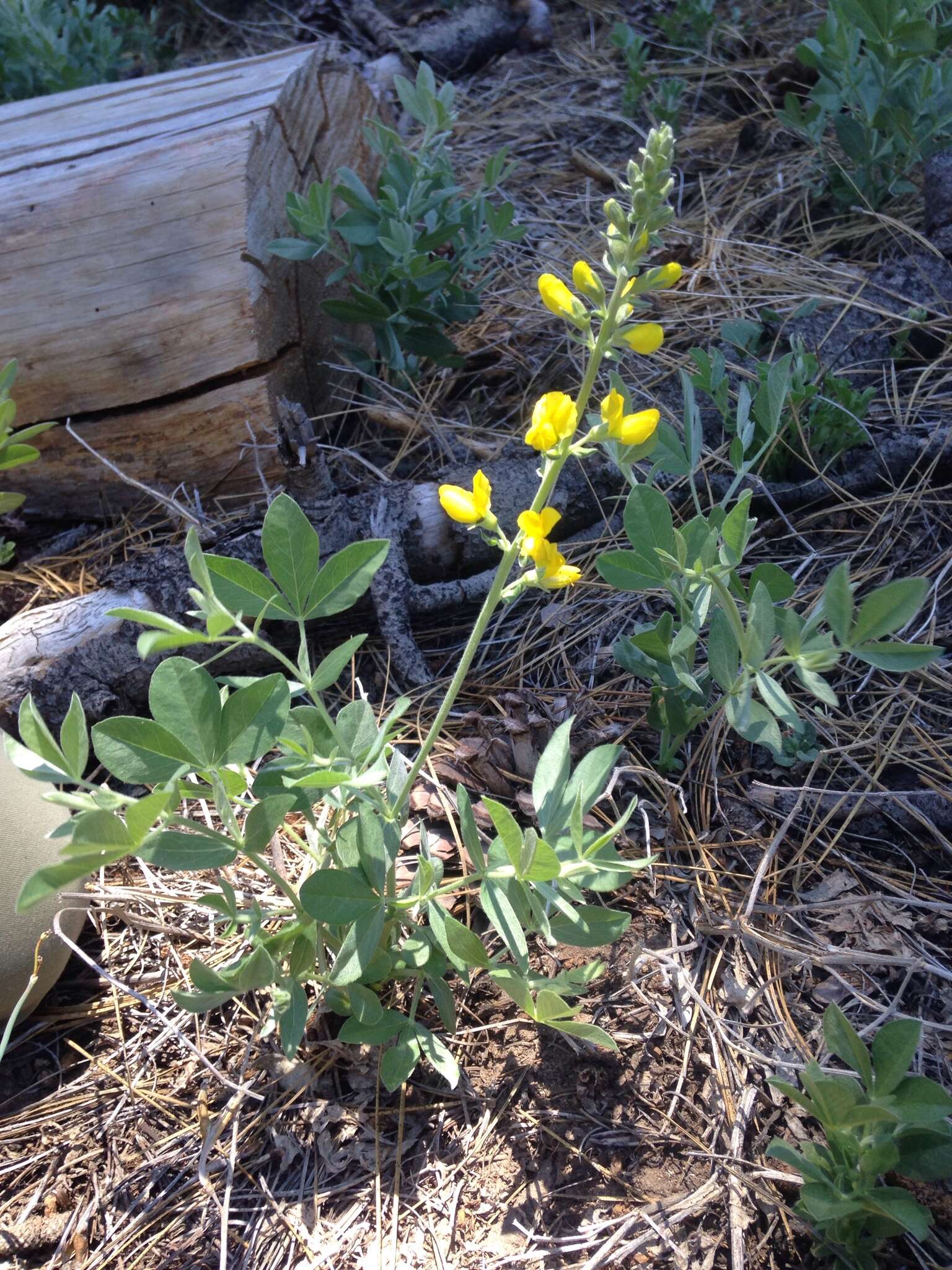 Image of California goldenbanner