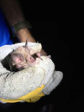 Image of Mehely's Horseshoe Bat