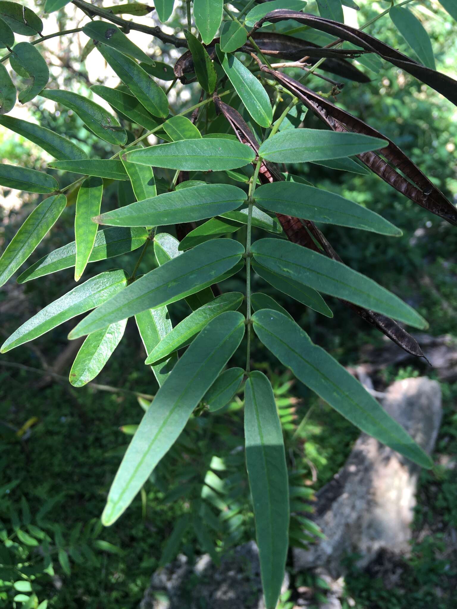 Image of privet senna