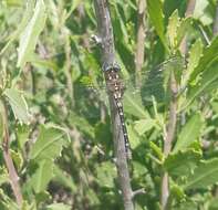 Image of Gomphomacromia paradoxa Brauer 1864