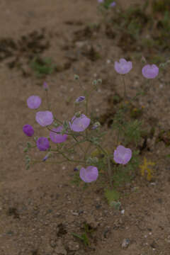 Image of Cristaria aspera C. Gay