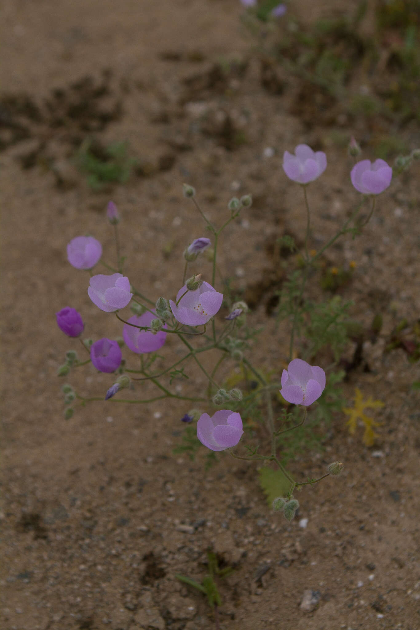 Image de Cristaria aspera C. Gay