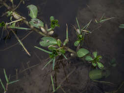 Image of Water-dragon