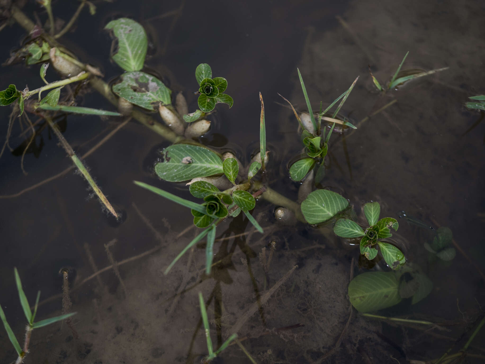 Image of Water-dragon