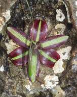 Image of Fritillaria oranensis Pomel