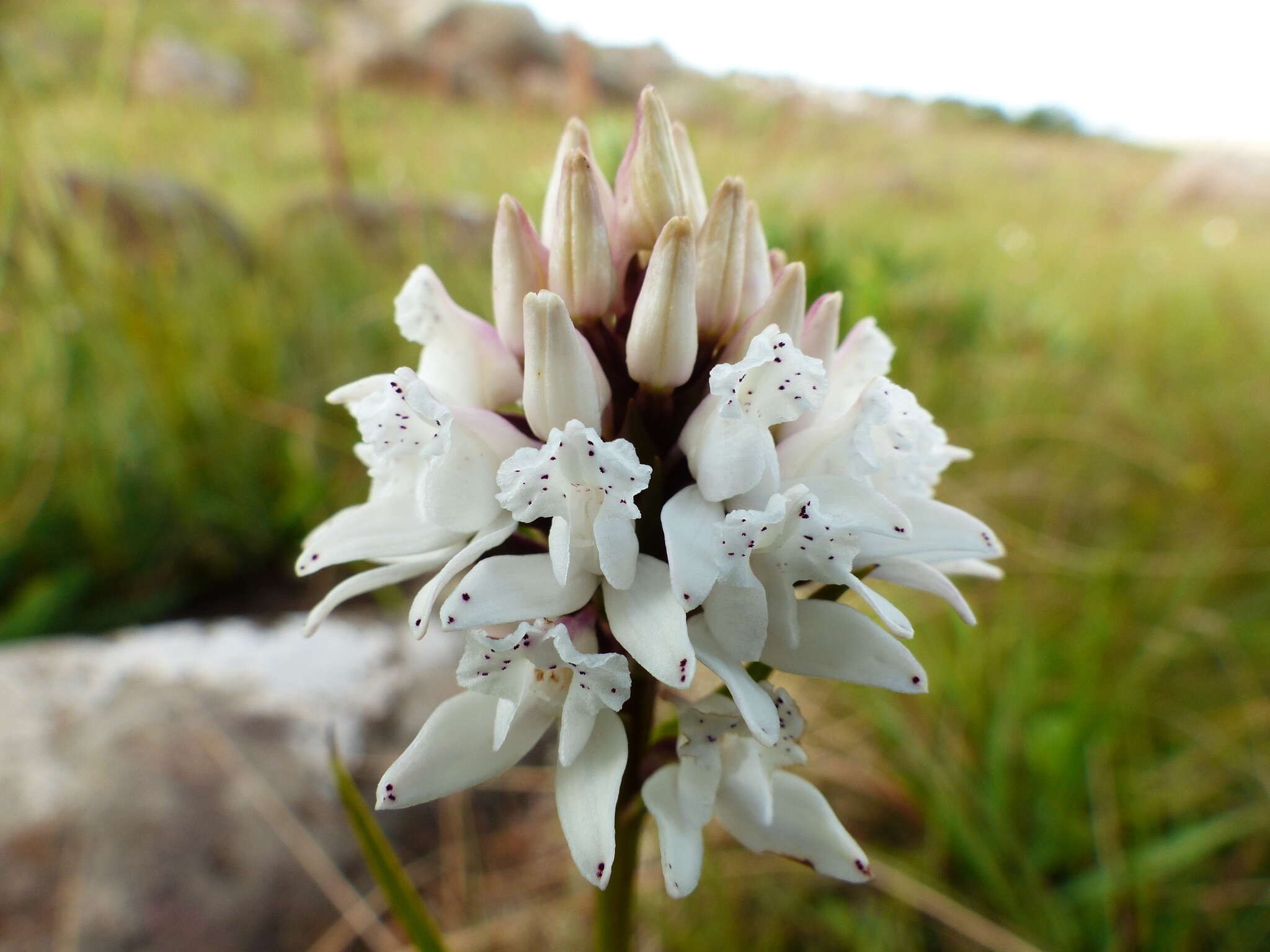 Image of Brownleea galpinii Bolus