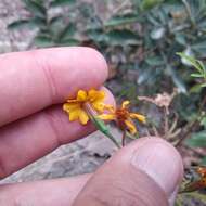 Tagetes tenuifolia Cav. resmi