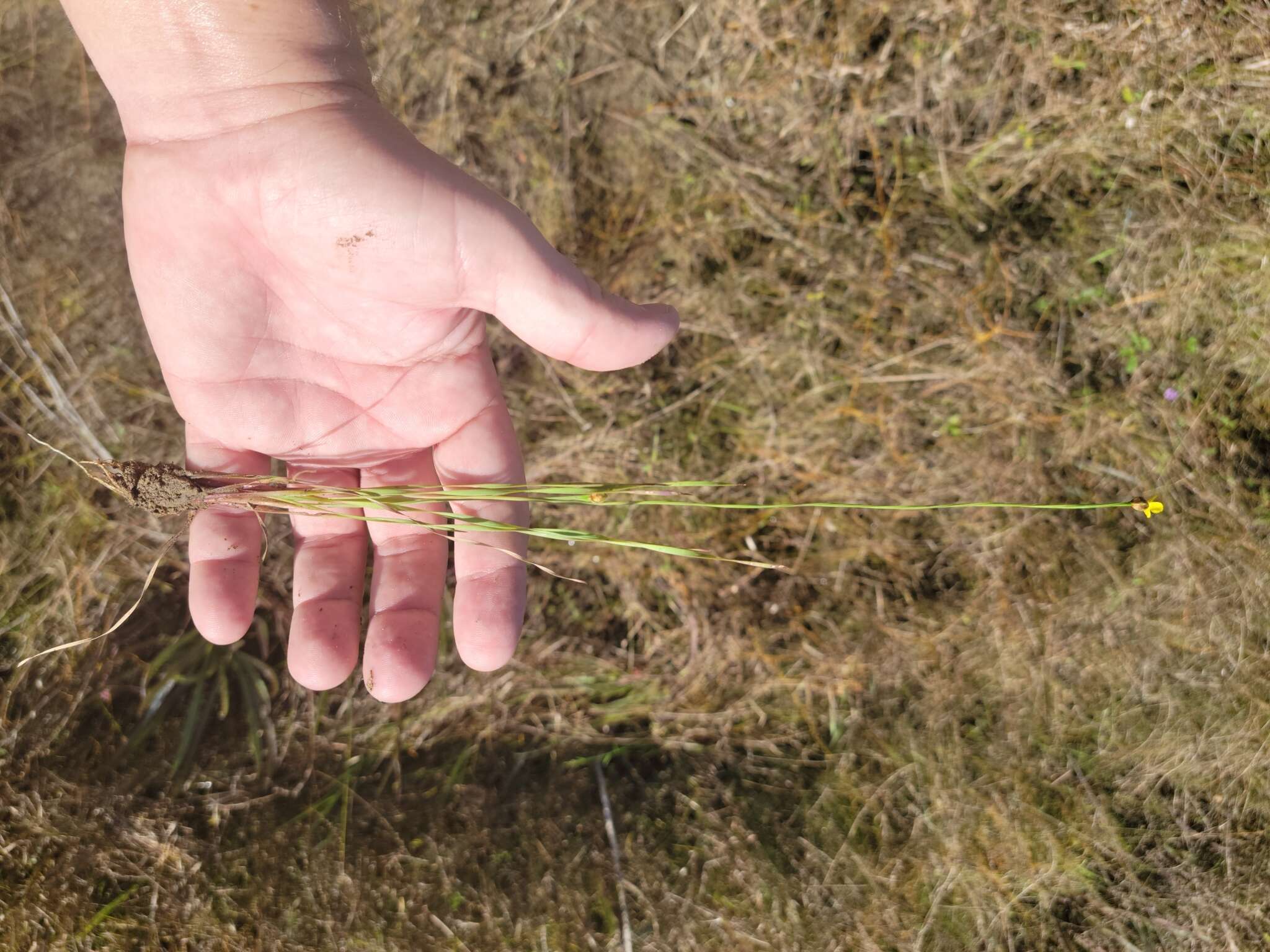 Image of Limestone yelloweyed grass