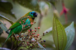 Image of Brassy-breasted Tanager