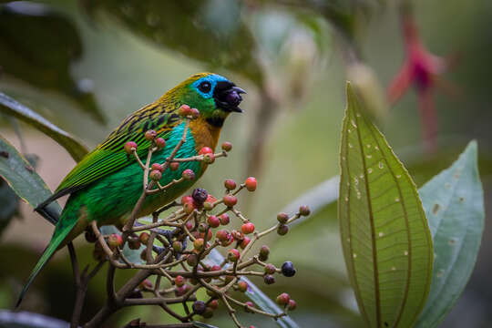 Image of Brassy-breasted Tanager