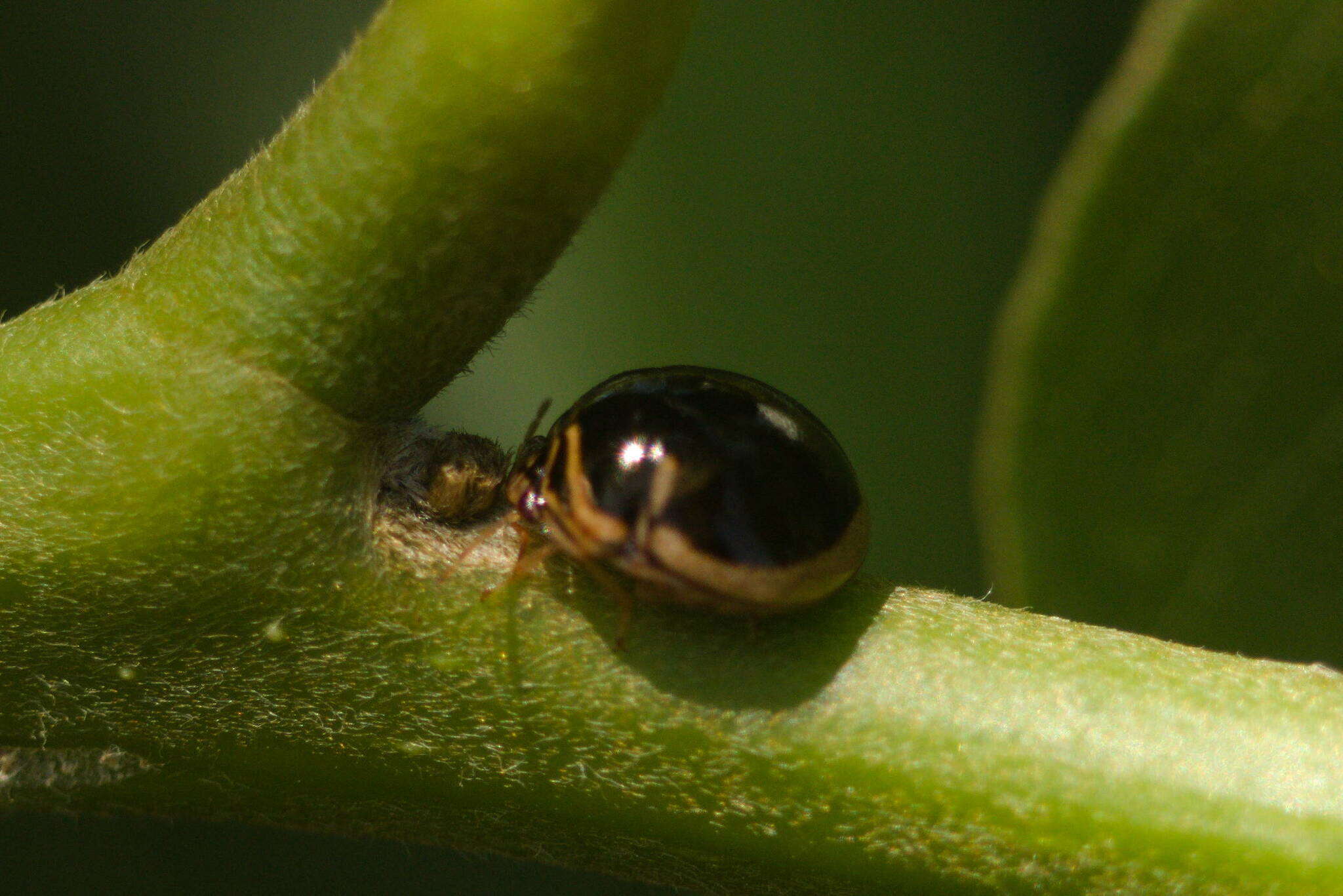 Image of Coptosoma Laporte 1833