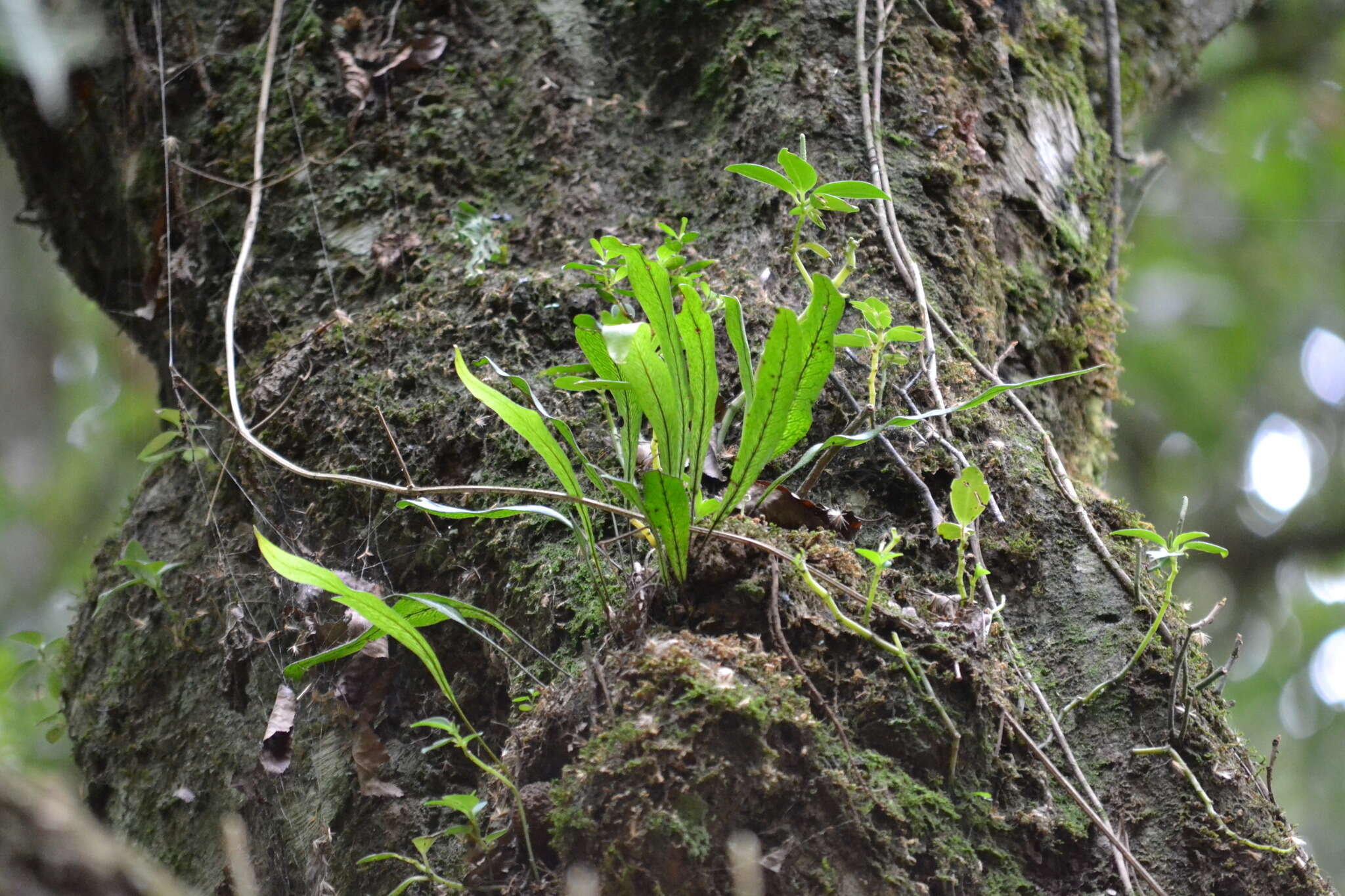 Image of Pleopeltis crassinervata (Fée) T. Moore