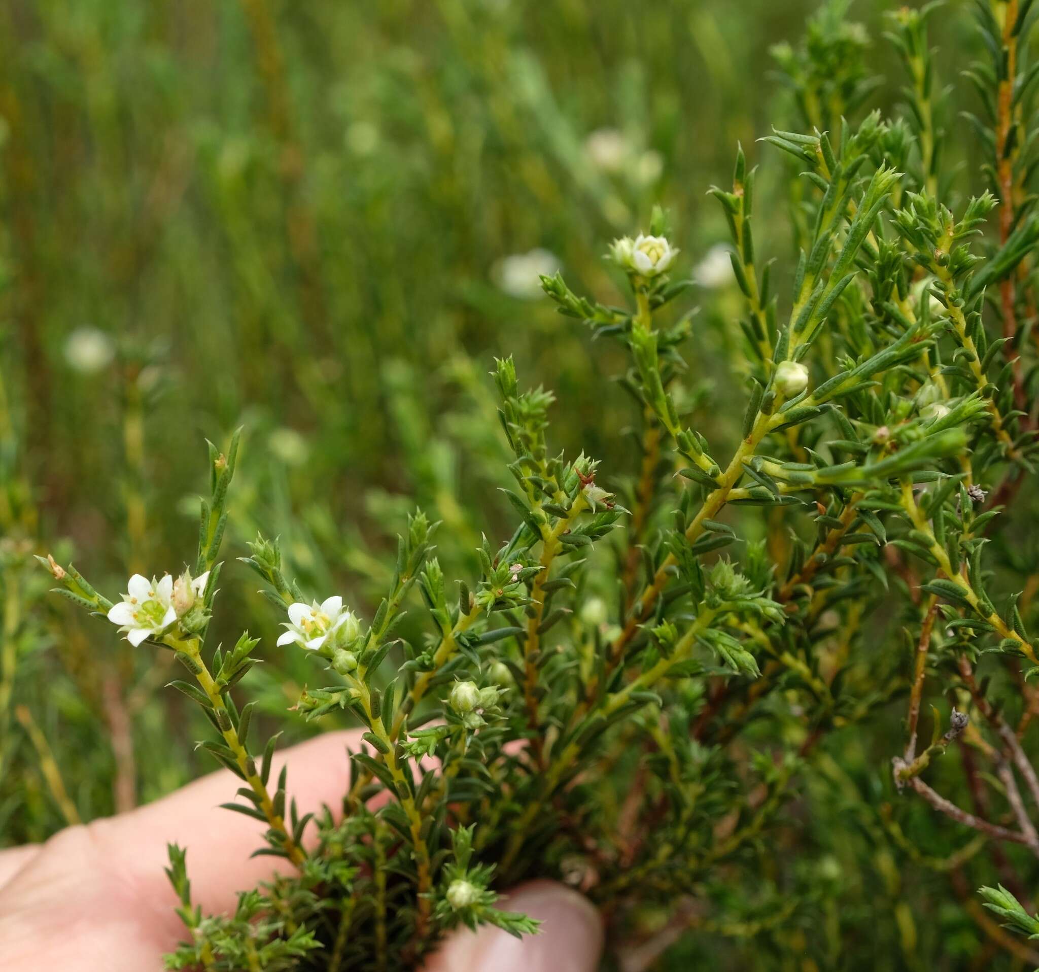 Image of Diosma aspalathoides Lam.