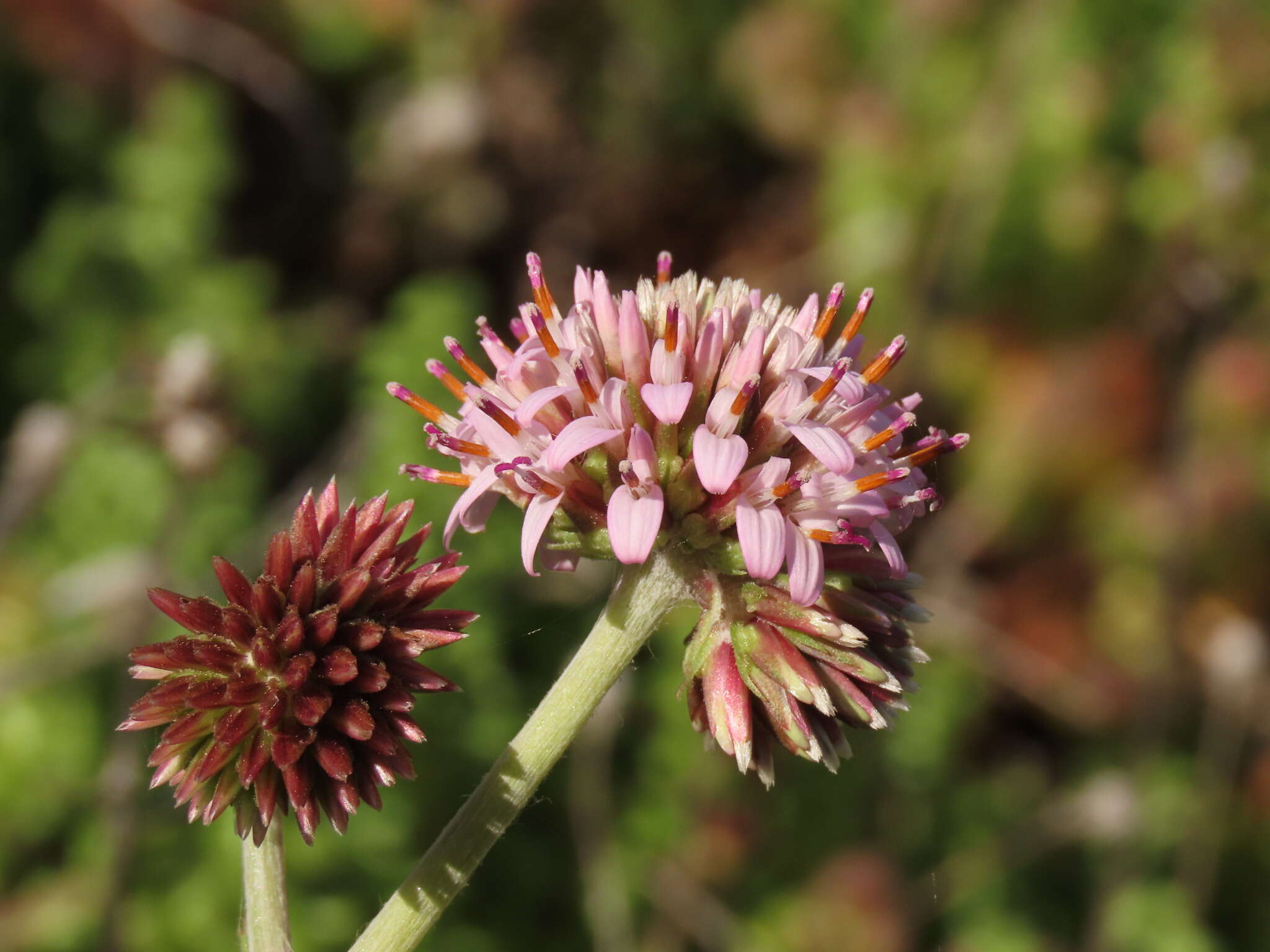 Image de Polyachyrus fuscus (Meyen) Walp.