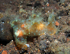 Image of Iridescent nudibranch