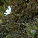 Image of Forstera sedifolia Forst. fil.