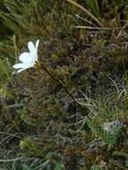 Image of Forstera sedifolia Forst. fil.